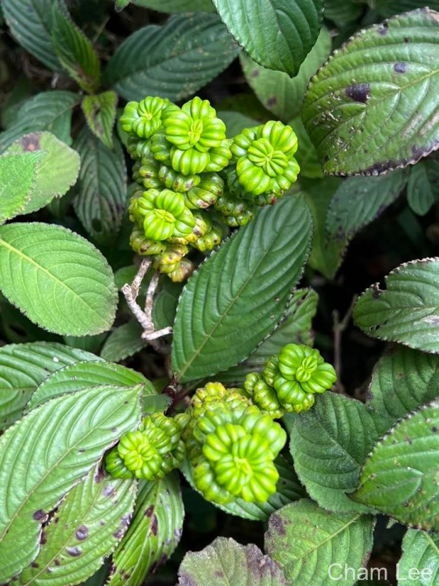 Hedyotis quinquinervia Thwaites